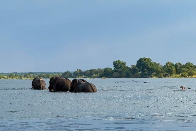 Sunset Cruises on the Zambezi River from Victoria Falls - Wildlife sightings: what you might actually see