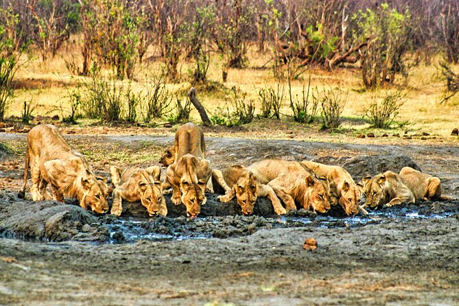 Unique Safari Game Drives in Zambezi National Park, 4 Options - The high tea and braai choices