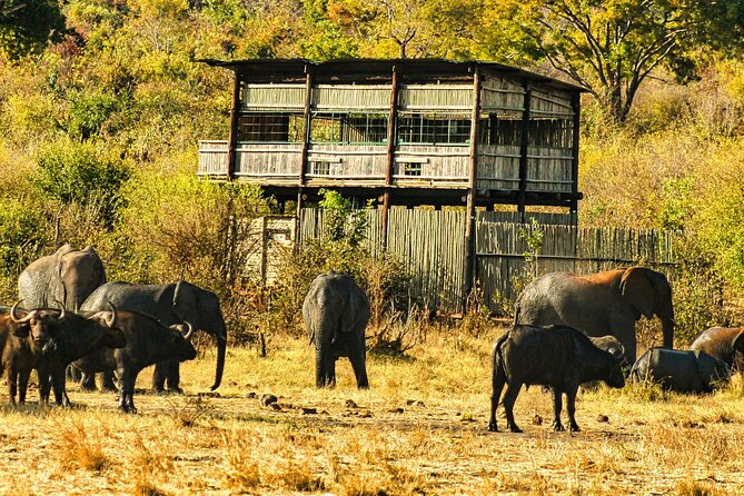 Unique Safari Game Drives in Zambezi National Park, 4 Options - Setting out at 6:00 am for the morning drive