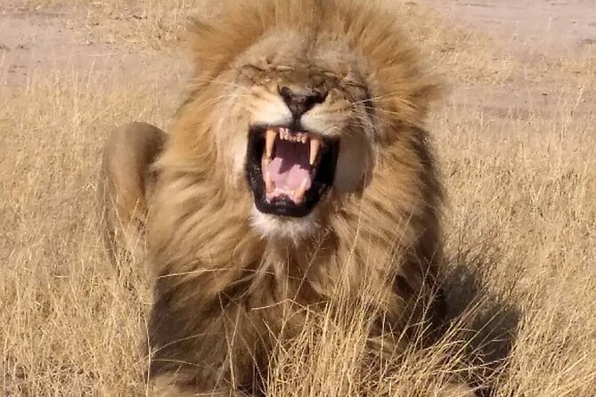 Victoria Falls And Chobe - Who should book this tour?