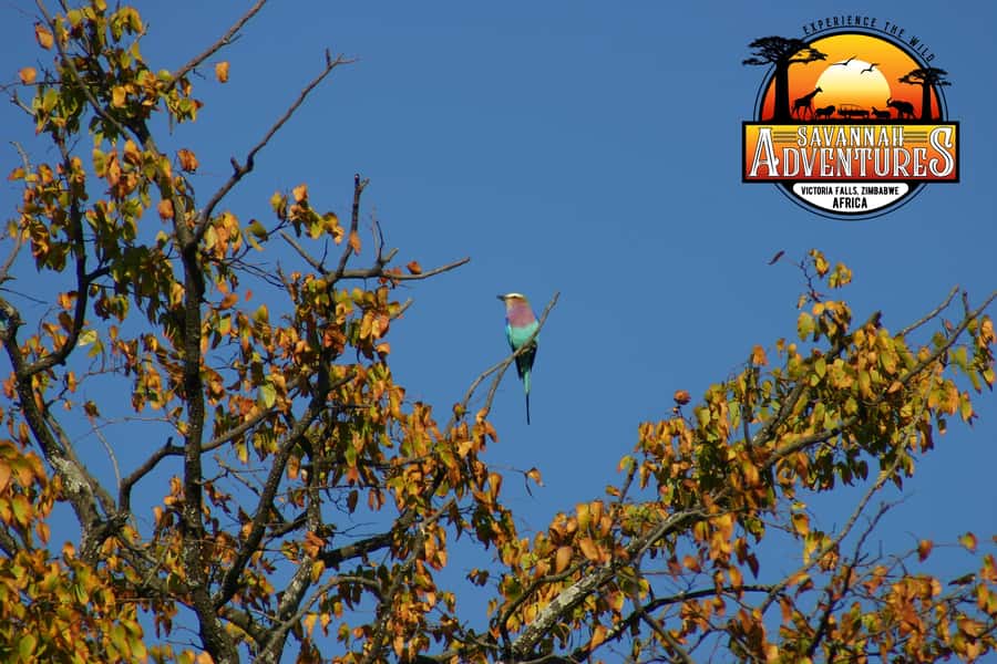 Victoria Falls: Baobab Safari - Sunrise and Mid Morning - Guides and the feel of the experience