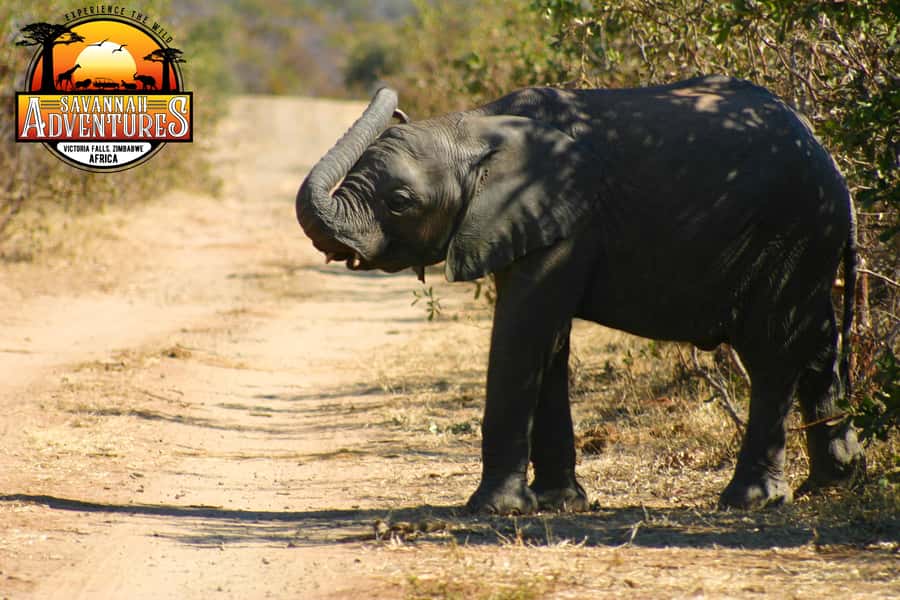 Victoria Falls: Baobab Safari - Sunrise and Mid Morning - Who should book this two-hour safari?