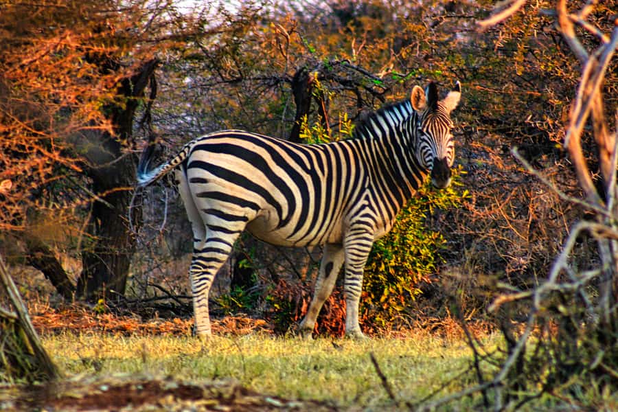 Victoria Falls: Baobab Safari - Sunrise and Mid Morning - Leaving town for the bush