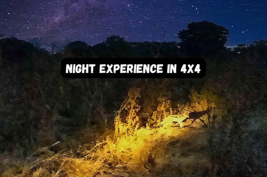 Victoria Falls: Bush Experience and Stargazing D-F-ES-GB - Why a night safari adds something different