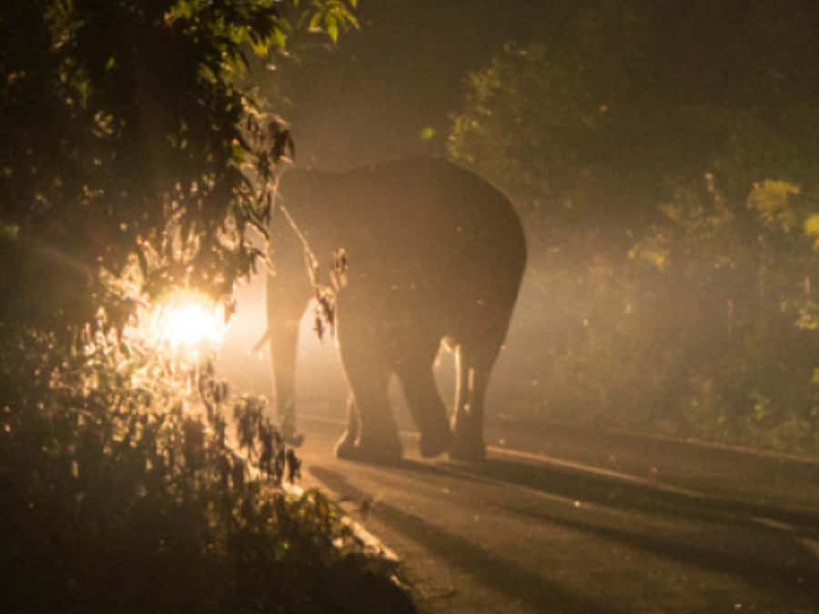 Victoria Falls: Bush Experience and Stargazing D-F-ES-GB - The guide’s role in making two hours count