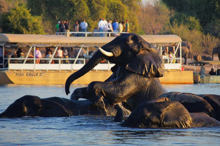 Victoria Falls: Chobe National Park Day Trip with Lunch - Why Chobe is worth the border crossing