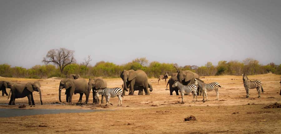 Victoria Falls: Chobe National Park Day Trip with Lunch - Border formalities and the costs beyond $170