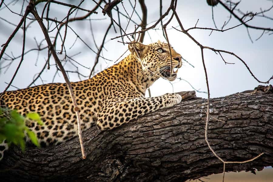 Victoria Falls: Chobe National Park Day Trip with Lunch - Who will get the most from this day trip