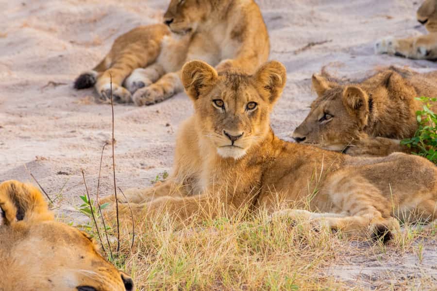 Victoria Falls: Chobe National Park Day Trip with Lunch - Should you book the Chobe day trip?