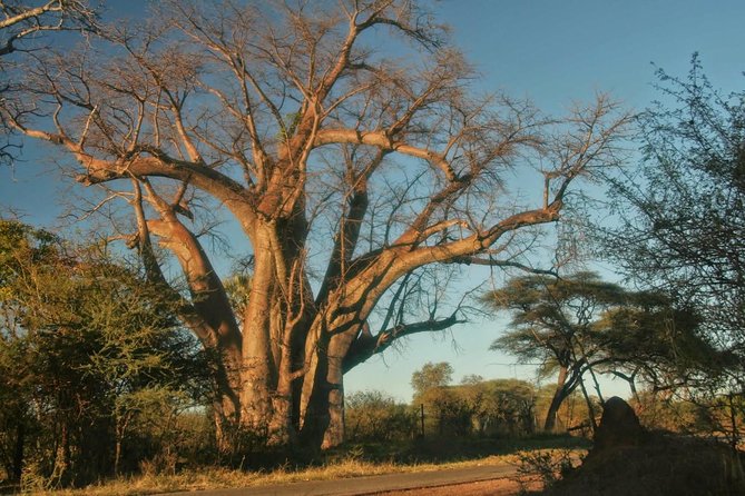 Victoria falls Day Trip in Zimbabwe from Livingstone (Zambia) - Crossing from Zambia into Zimbabwe
