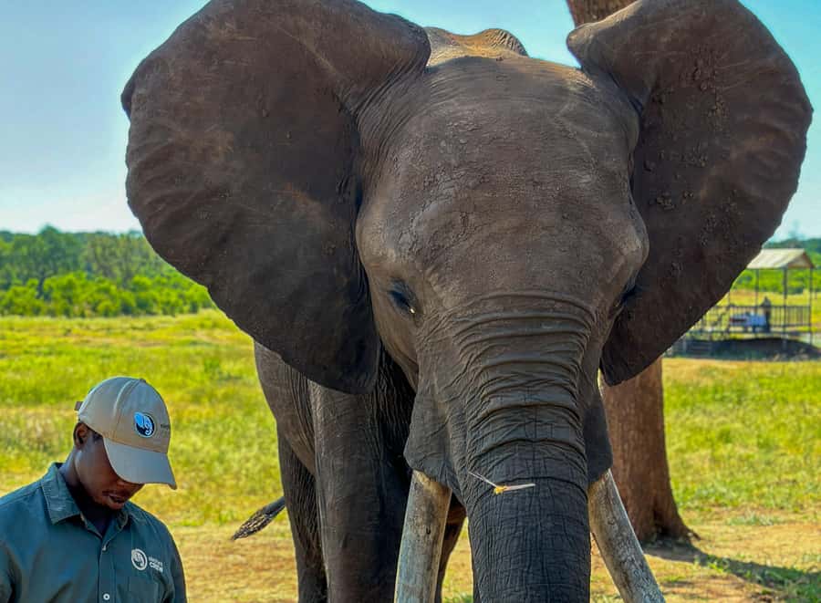 Victoria Falls: Elecrew Through The Eyes Of An Elephant - Key points to know before you book