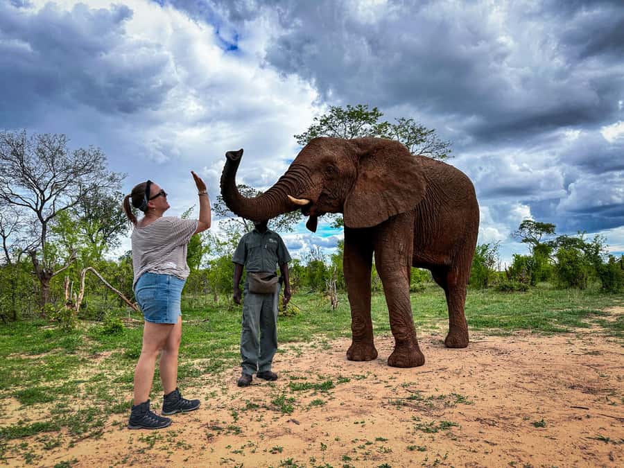 Victoria Falls: Elecrew Through The Eyes Of An Elephant - Meeting the ambassador herd at the private reserve