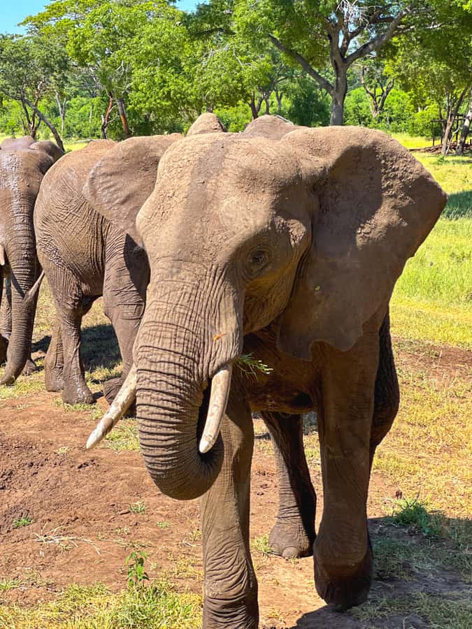 Victoria Falls: Elecrew Through The Eyes Of An Elephant - What the walk and presentation teach you
