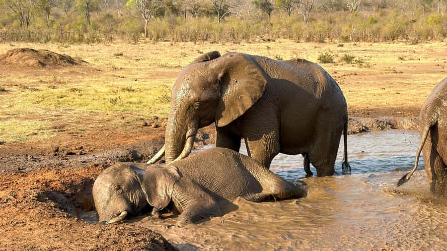 Victoria Falls: Elecrew Through The Eyes Of An Elephant - Watching elephants at the waterhole
