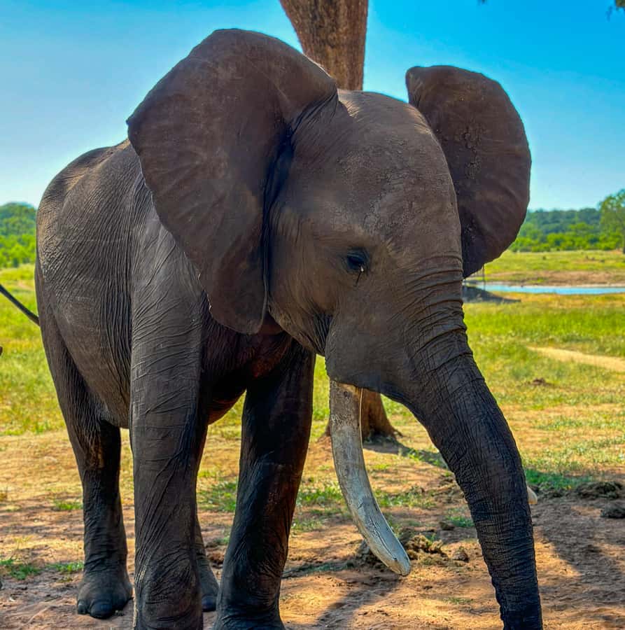 Victoria Falls: Elecrew Through The Eyes Of An Elephant - How the conservation message connects to Victoria Falls