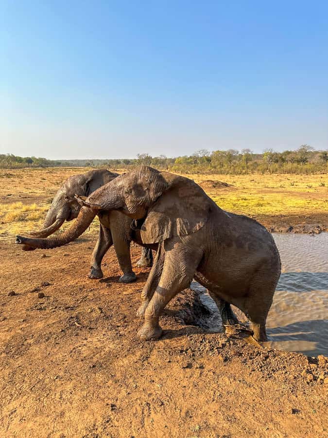 Victoria Falls: Elecrew Through The Eyes Of An Elephant - Booking flexibility and practical planning