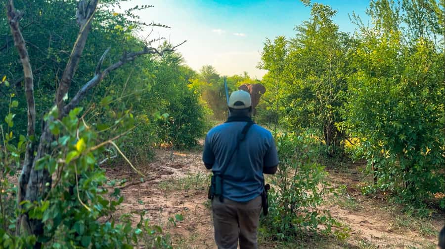 Victoria Falls: Game Walk in the Zambezi National Park - Why a walking safari changes the experience