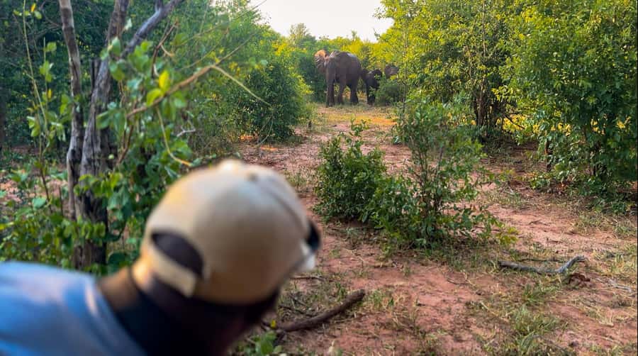 Victoria Falls: Game Walk in the Zambezi National Park - From Victoria Falls to the park in 15 minutes