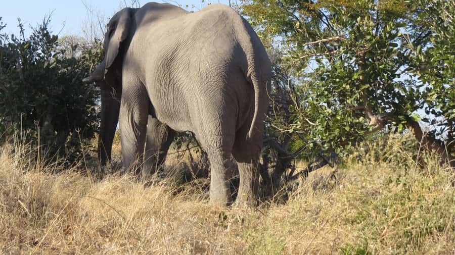 Victoria Falls: Hwange National Park Full-Day Safari - Key things to know before booking