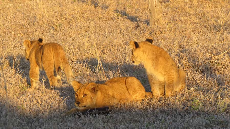 Victoria Falls: Hwange National Park Full-Day Safari - Why Hwange makes a worthwhile day trip from Victoria Falls