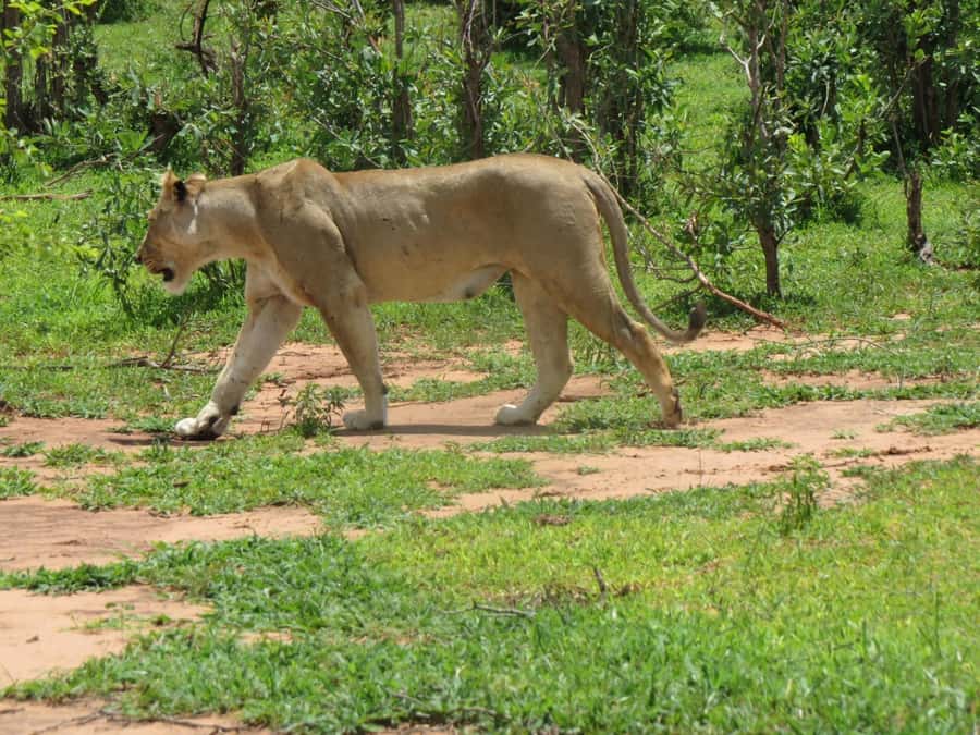 Victoria Falls: Hwange National Park Full-Day Safari - The long transfer to Zimbabwe’s largest reserve