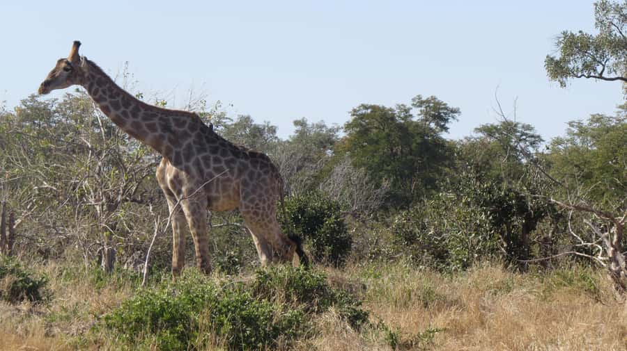 Victoria Falls: Hwange National Park Full-Day Safari - The first two-hour game drive