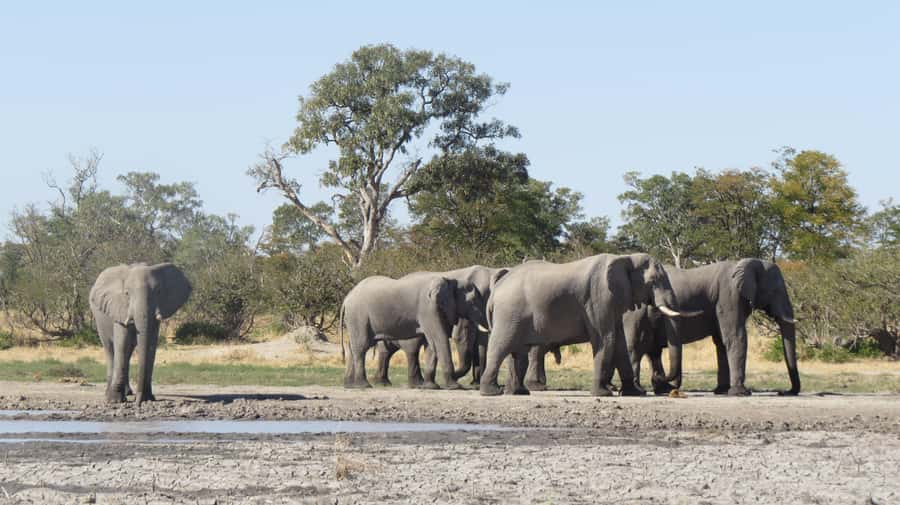 Victoria Falls: Hwange National Park Full-Day Safari - Packed lunch in a scenic park setting