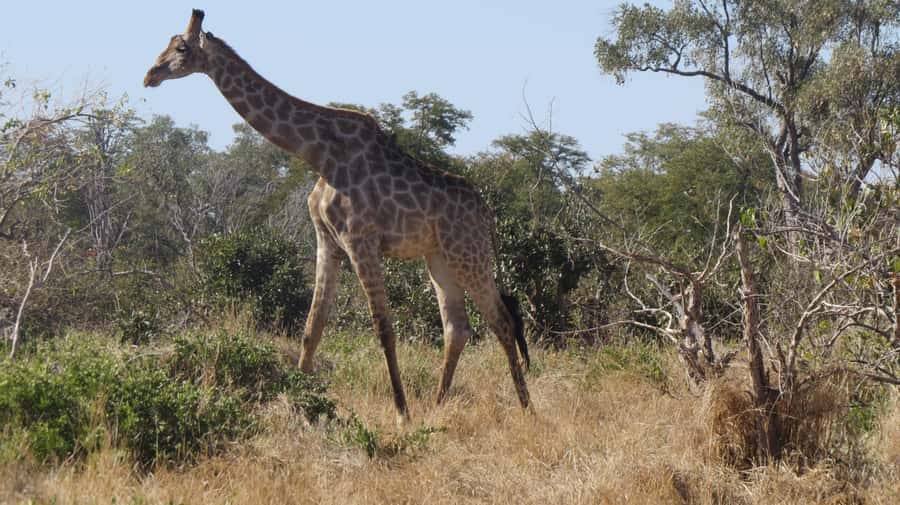 Victoria Falls: Hwange National Park Full-Day Safari - The three-hour afternoon game drive