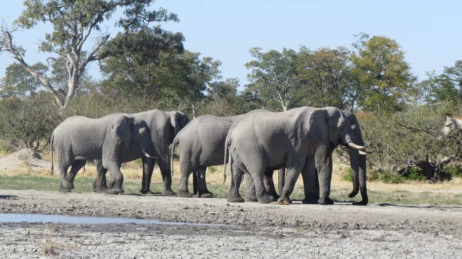 Victoria Falls: Hwange National Park Full-Day Safari - What the $300 price really includes