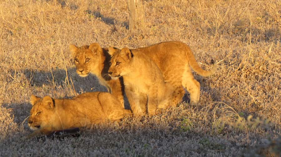 Victoria Falls: Hwange National Park Full-Day Safari - The 5:30 am pickup from Victoria Falls