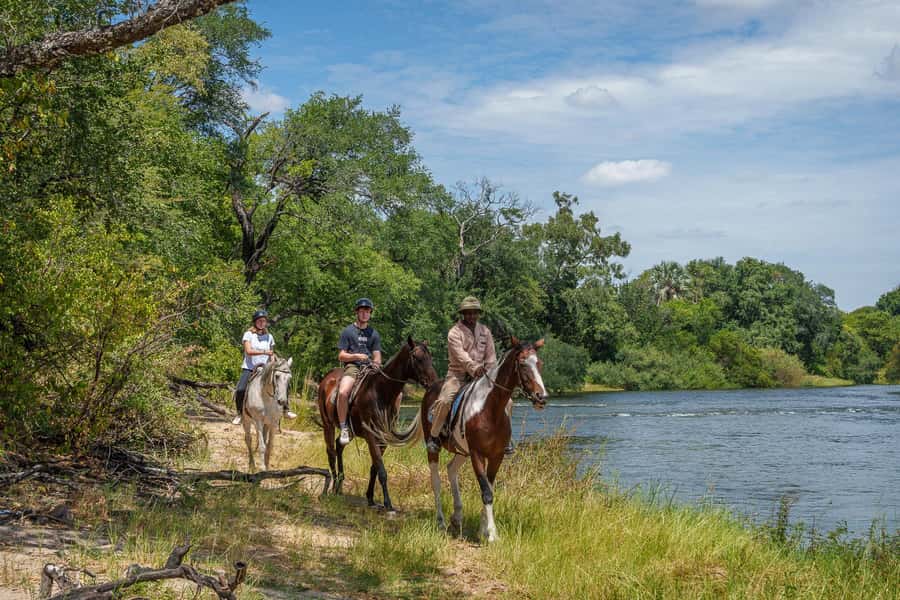 Victoria Falls National Park: Horseback Safari - A closer look at the horse experience