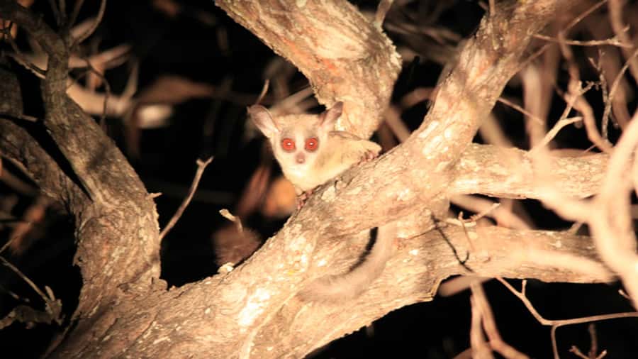 Victoria Falls: Night Game Drive and 3-Course Bush Dinner - Key points before you book