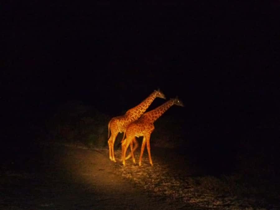 Victoria Falls: Night Game Drive and 3-Course Bush Dinner - Why this Victoria Falls evening is different