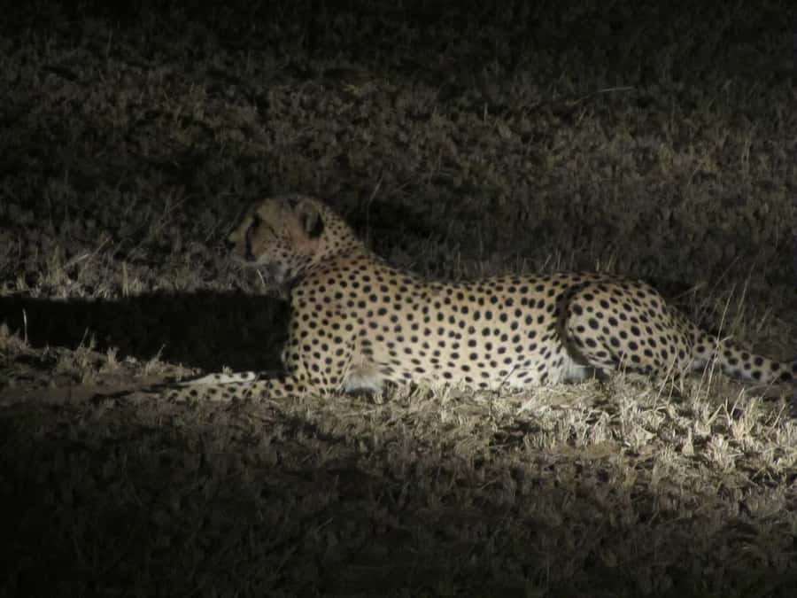 Victoria Falls: Night Game Drive and 3-Course Bush Dinner - The late-afternoon drive is more than a warm-up