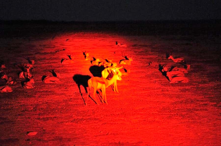 Victoria Falls: Night Game Drive and 3-Course Bush Dinner - The spotlight safari at dusk