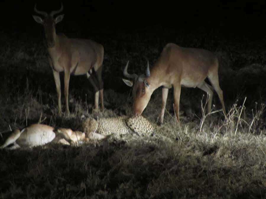 Victoria Falls: Night Game Drive and 3-Course Bush Dinner - From Victoria Falls town to Nakavango Private Game Reserve