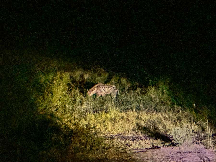 Victoria Falls: Night Game Drive Zambezi National Park - Booking tips for a smoother night