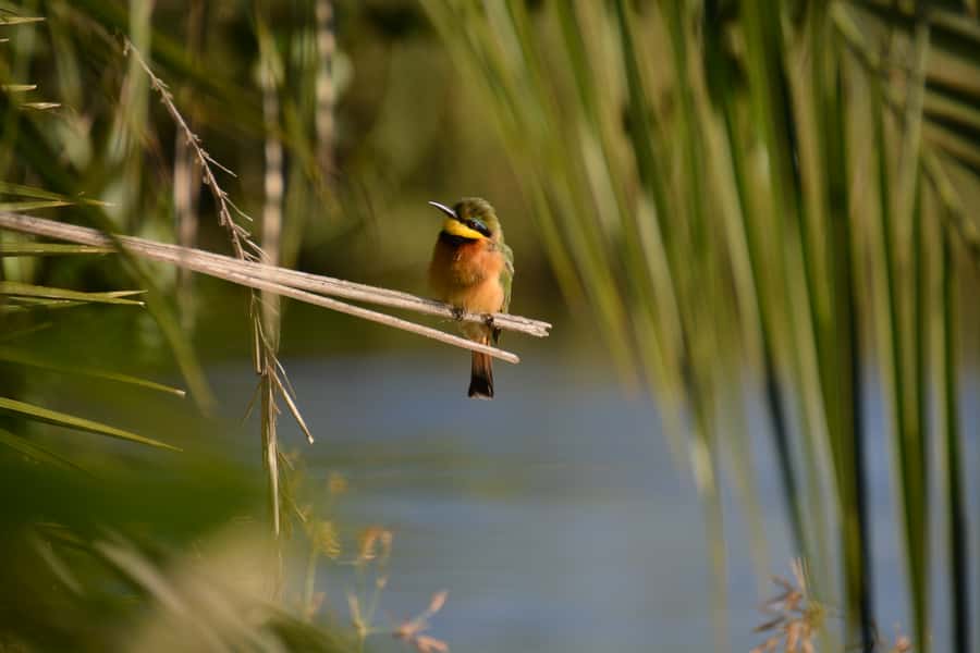 Victoria Falls: Private Sunrise Cruise with Breakfast - Sunrise, coffee, and a careful breakfast