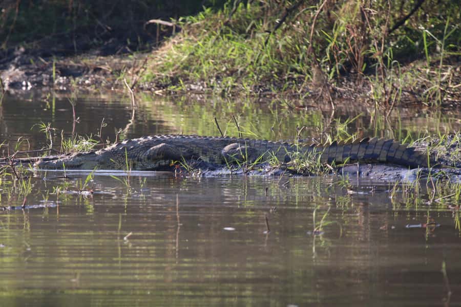 Victoria Falls: Private Zambezi River Birdwatching Safari - Sandbanks, rocks, and seasonal visitors
