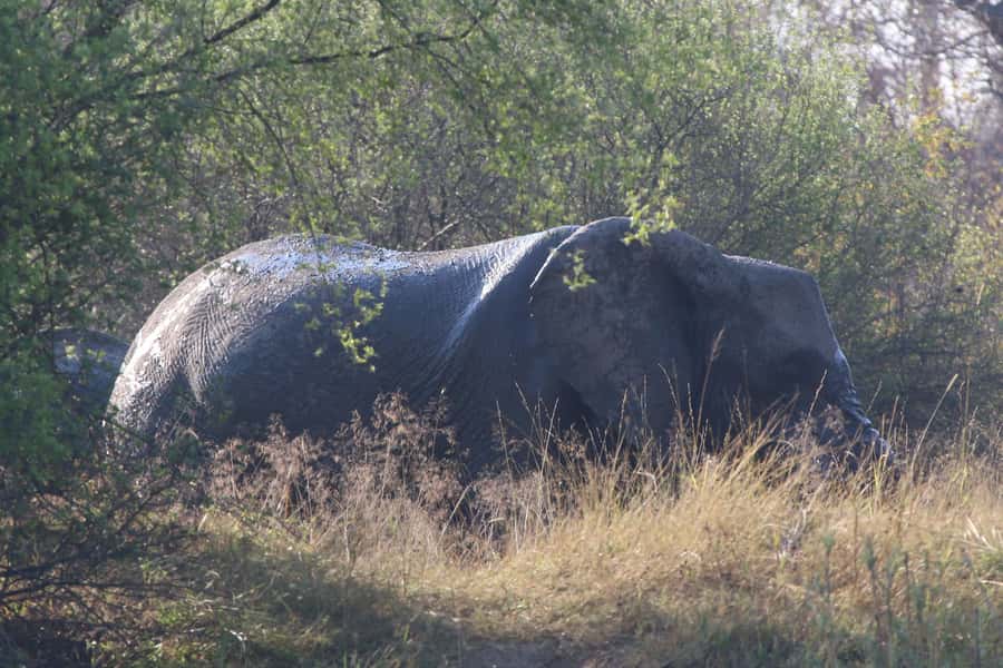 Victoria Falls: Private Zambezi River Birdwatching Safari - Hippos, crocodiles, and mammals at the water