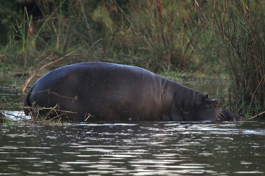 Victoria Falls: Private Zambezi River Birdwatching Safari - Raptors, owls, parrots, and dawn departures