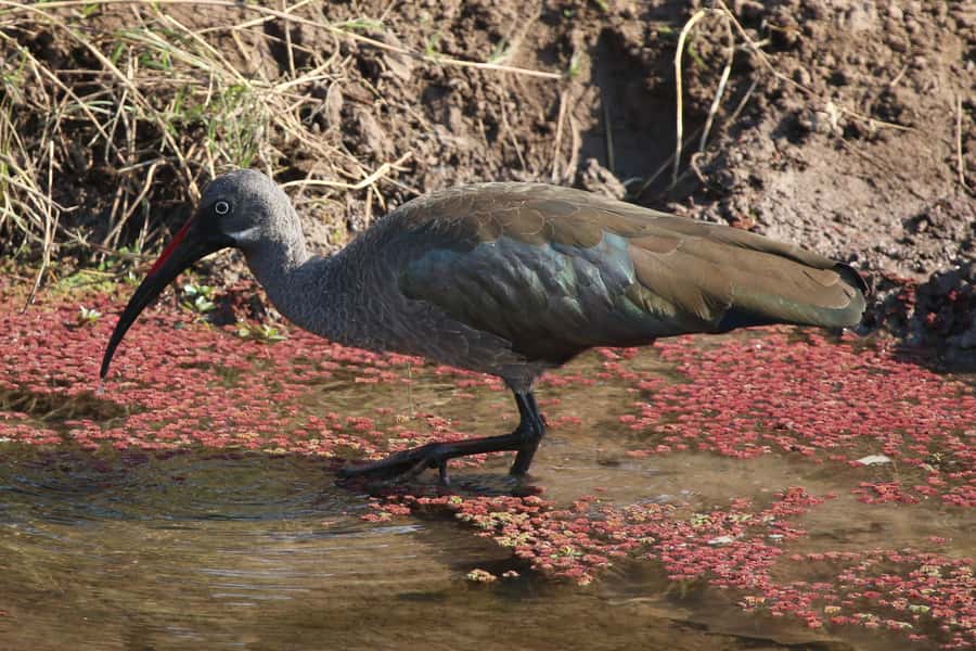 Victoria Falls: Private Zambezi River Birdwatching Safari - Coffee, cake, and the practical side