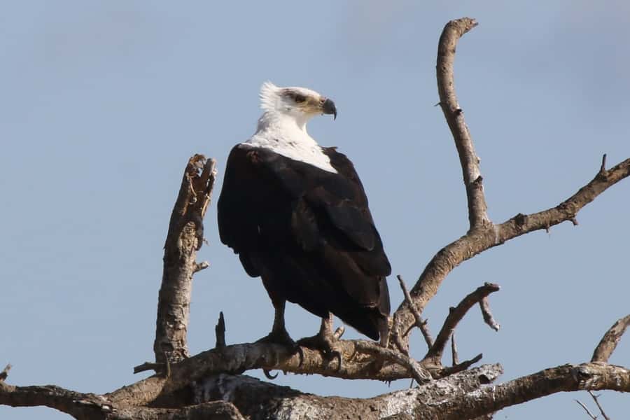 Victoria Falls: Private Zambezi River Birdwatching Safari - Is $80 a good value?