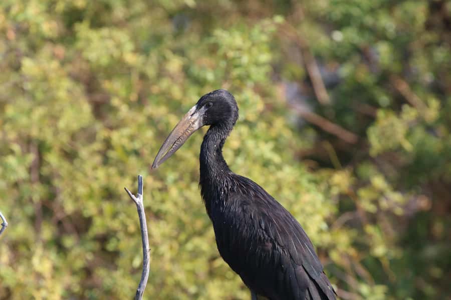 Victoria Falls: Private Zambezi River Birdwatching Safari - Reading the river’s small channels and islands