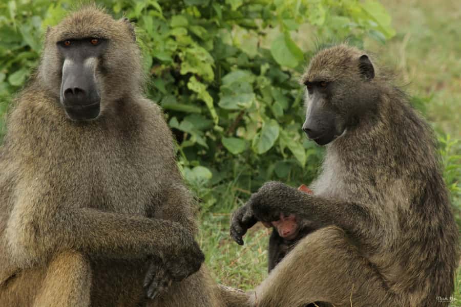 Victoria Falls Safari with Lunch and Sunset Cruise - Key details to know before you book