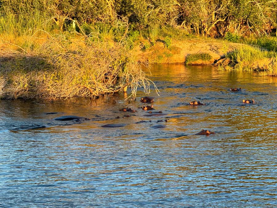 Victoria Falls: Sunset Cruise on the Zambezi River - Wildlife along the Zambezi