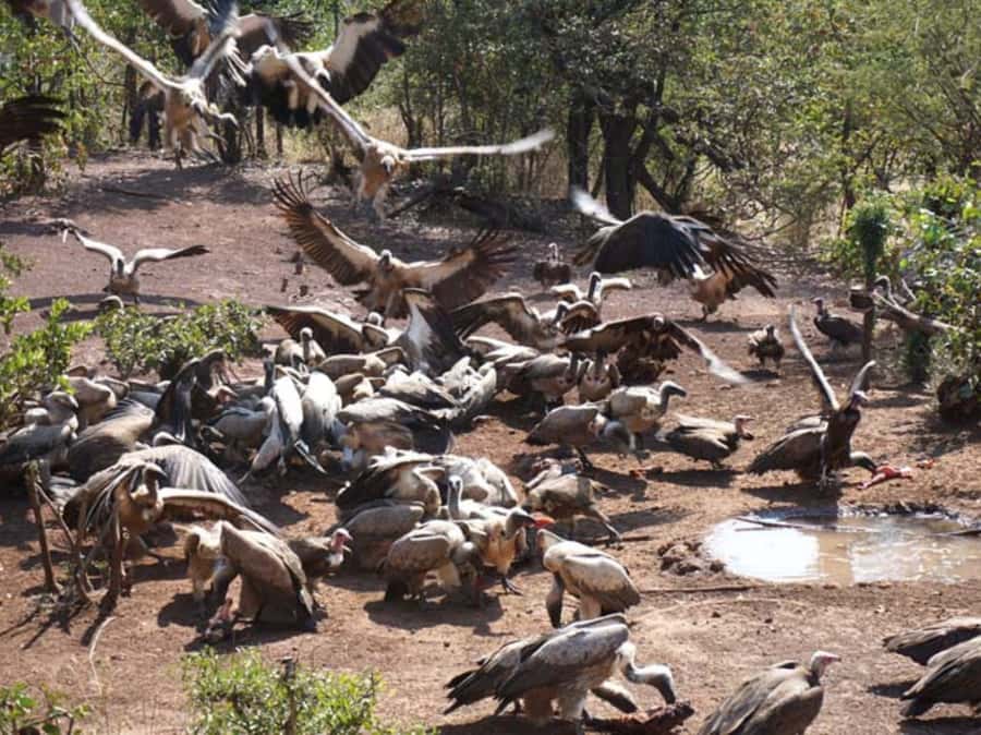 Victoria Falls: Vulture Safari and Bush Walk - Five things to know before you book