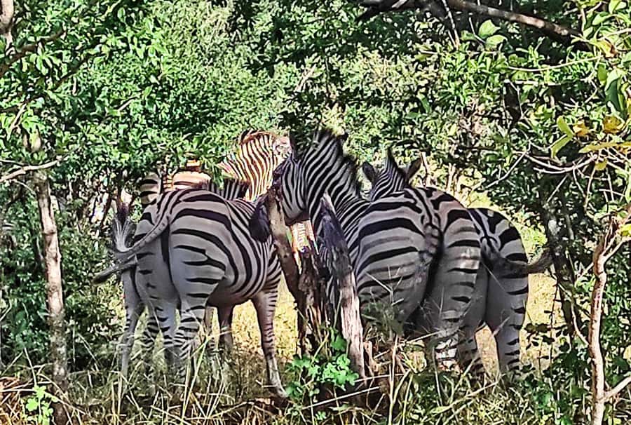 Victoria Falls: Vulture Safari and Bush Walk - Who will enjoy this most?