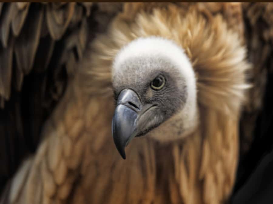 Victoria Falls: Vulture Safari and Bush Walk - Starting in Victoria Falls with MacDonald, Taf, or another local guide