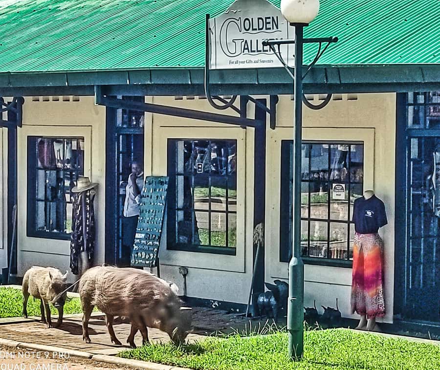 Victoria Falls: Vulture Safari and Bush Walk - Why the feeding becomes so intense